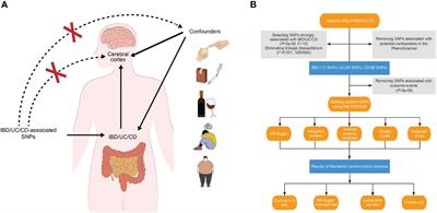 Causality between inflammatory bowel disease and the cerebral cortex: insights from Mendelian randomization and integrated bioinformatics analysis